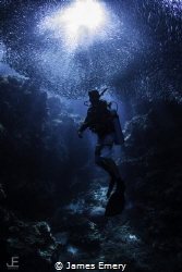 Sardine Run in the Philippines surround diver.
Natural l... by James Emery 